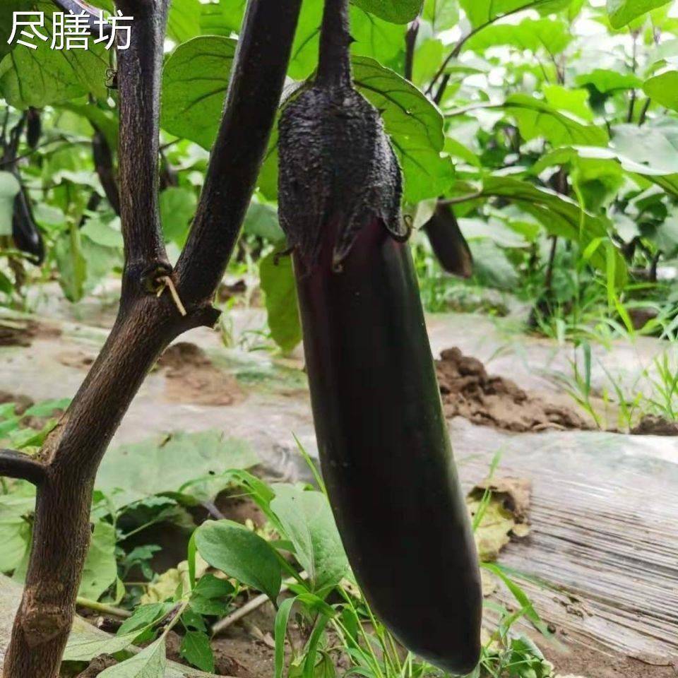 东北迷你小紫茄子水果茄子家乡老味道生吃蘸酱做蒜茄