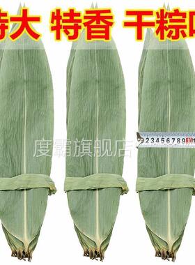粽叶免邮新鲜大箬叶端午节特大本地棕叶包粽子的叶子粽子叶干大号