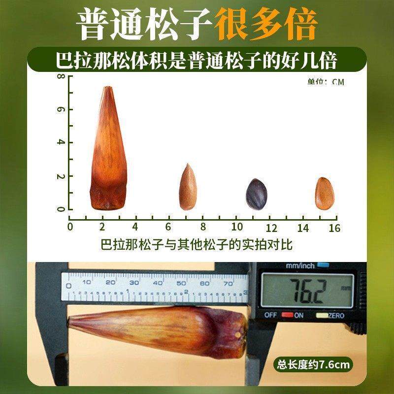 云南巴拉那松子官方旗舰店