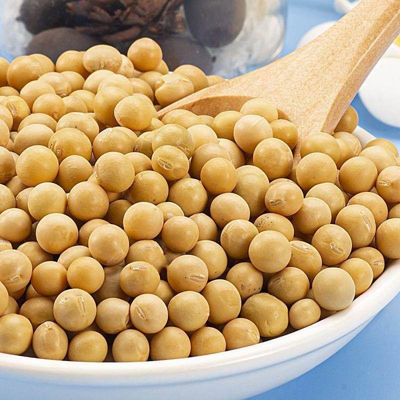 黄豆新豆大豆打豆浆发豆芽专用大豆多用途河南当季农家新粮吃法多