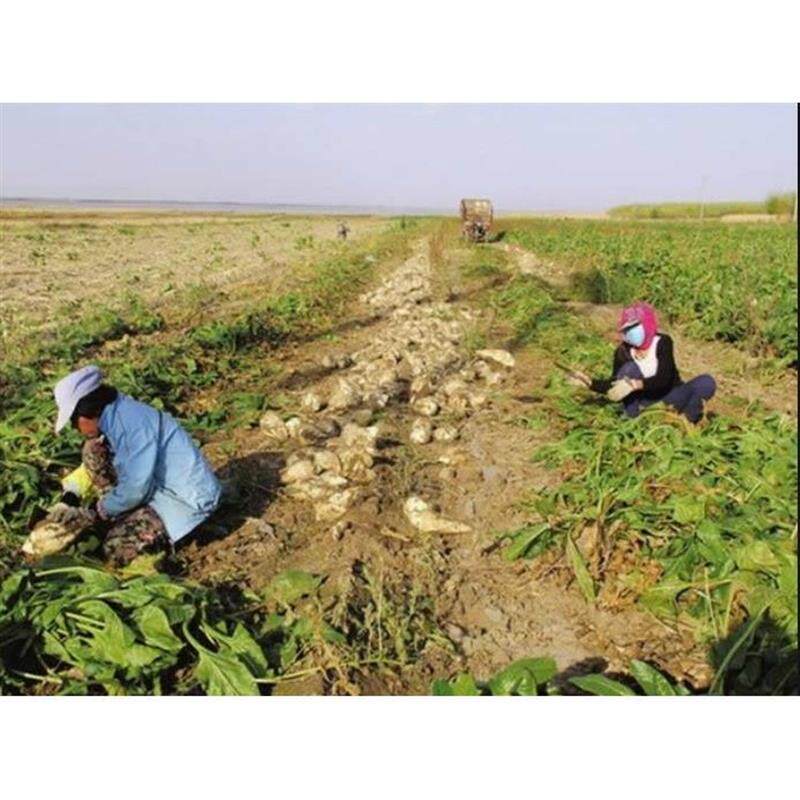 5斤红砂糖甜菜糖熬制红砂