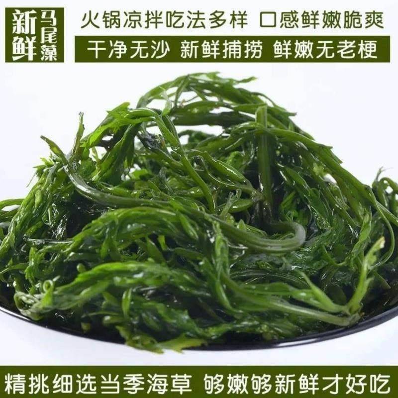 鞭炮笋长寿菜凉拌菜盐渍马尾藻火锅食材海麻辣烫炮仗笋海草边炮笋