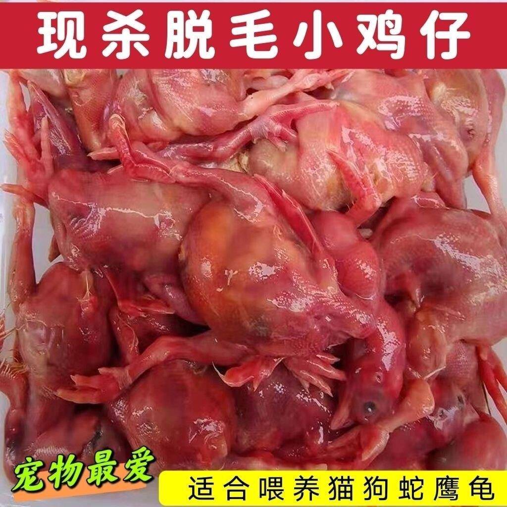 新品5斤装新鲜小鸡仔肉宠物猫狗粮零食乳鹌鹑幼崽雏现杀宠物主食