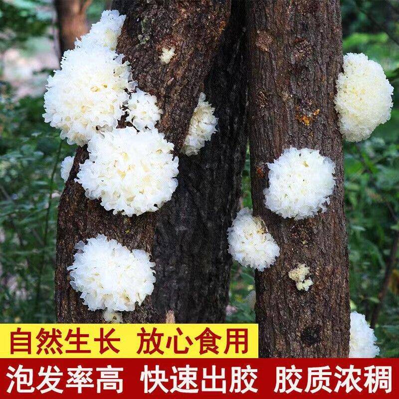 椴木小银耳干货古田农家特产新货白木耳糯耳雪耳莲子百合羹