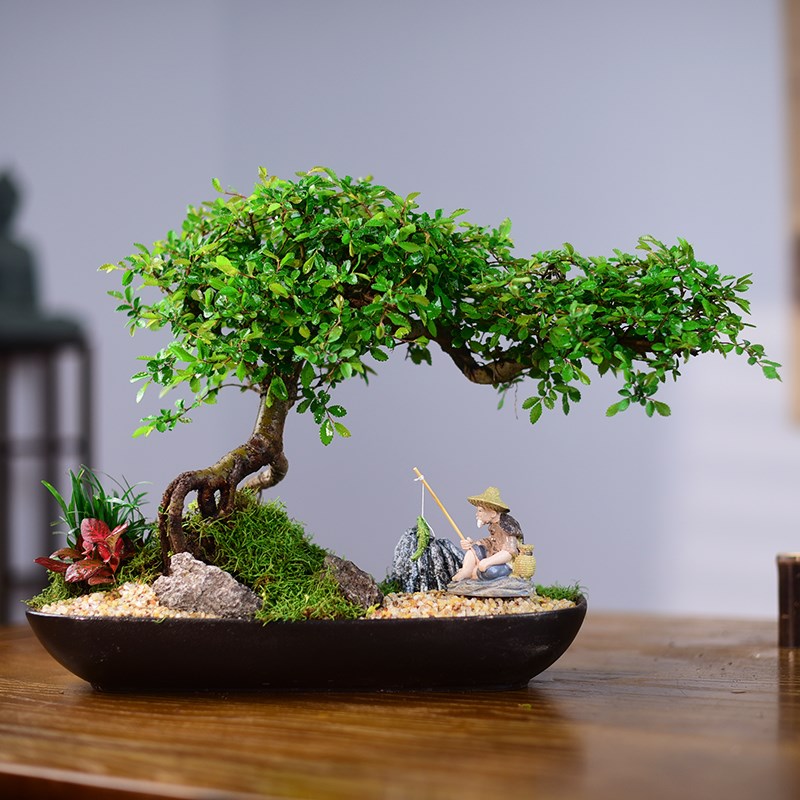 飘枝提根榆树盆景小叶榔榆桌面盆景室内好养绿植书房茶桌中式盆栽