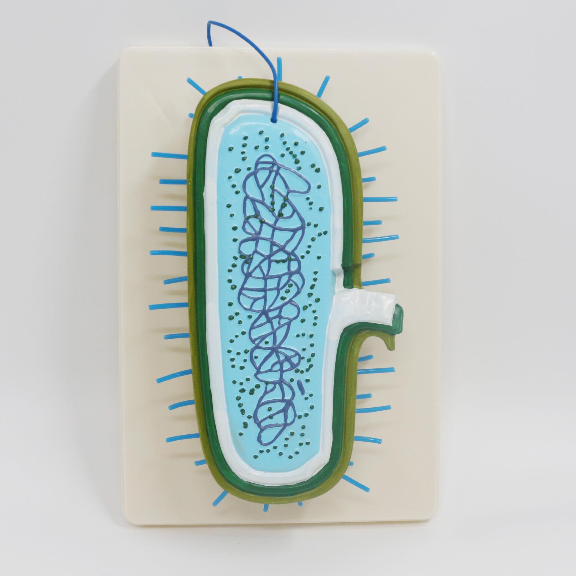 30409310201细菌模型2020新课标中学生物教学仪器实验器材育才