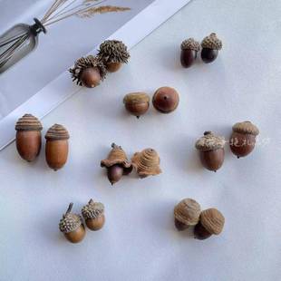 毛果青冈橡果橡子红槲栎天然果实标本diy材料自然植物北美红栎帽