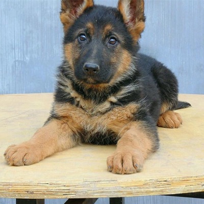 纯种德牧幼犬大型犬警犬弓背黑背幼E崽狼狗德国牧羊犬幼犬宠物狗