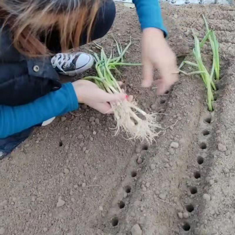 种葱神器栽d葱机器栽苗器大葱叉子自动打孔工具洋葱种菜移栽移苗