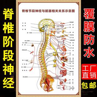 人体脊柱骨骼模型神经脏器示意图分布图相关疾病挂图脊椎全息图