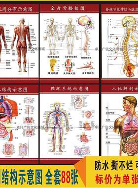 人体肌肉骨骼结构消化系统图 内脏位置分布器官功能解剖挂图海报
