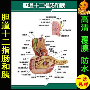 医院消化系统科挂图胃肝胰脾胆囊十二指肠海报定制人体解剖图
