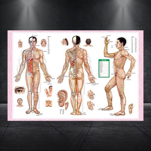 中医养生男性人体十二经络穴位图女性针灸艾灸拔罐海报大挂图671