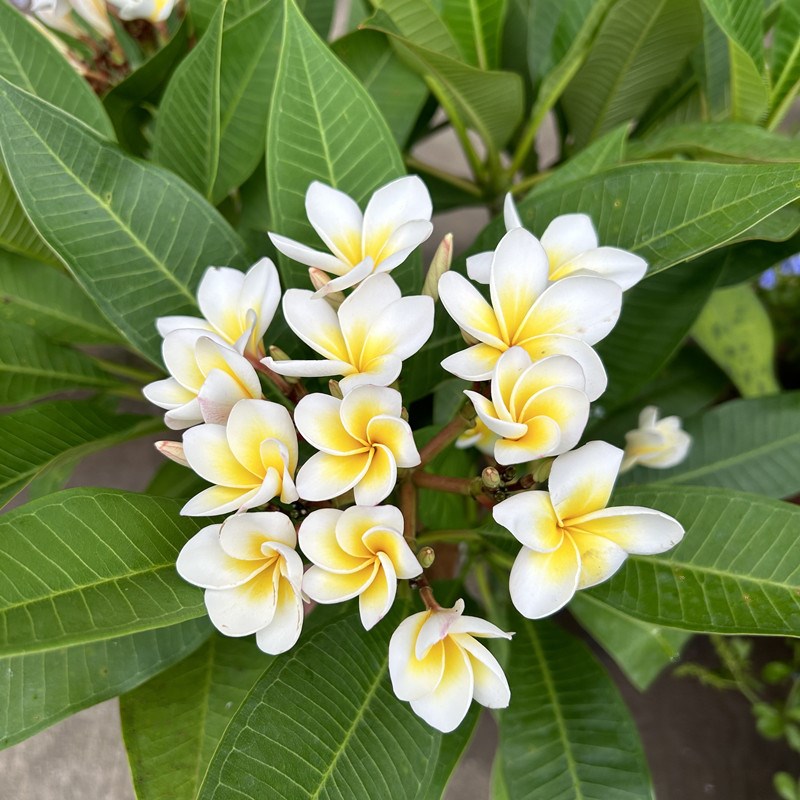 鸡蛋花盆栽成品大苗带花苞有香味阳台庭院花园多年生木本植物耐热