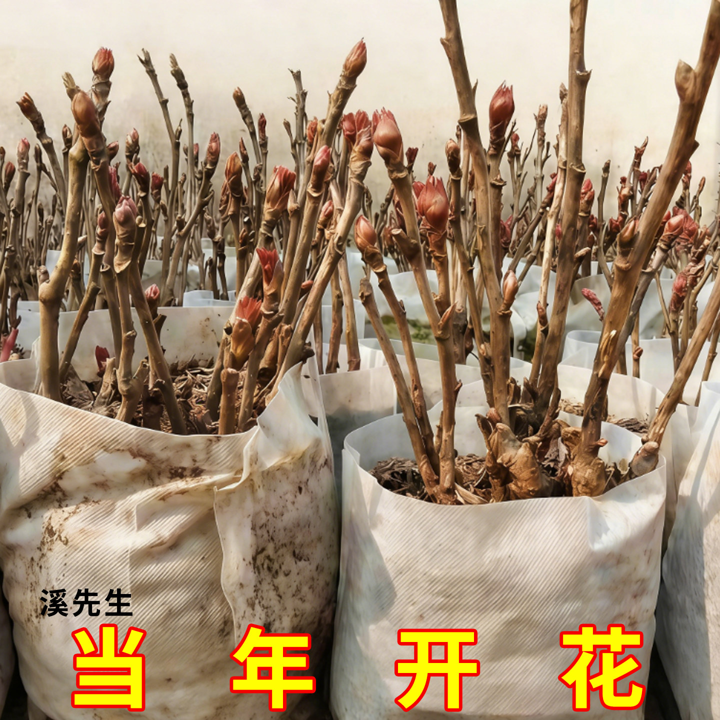 正宗洛阳牡丹花苗盆栽重瓣大花带花苞庭院阳台绿植花卉牡丹花树苗