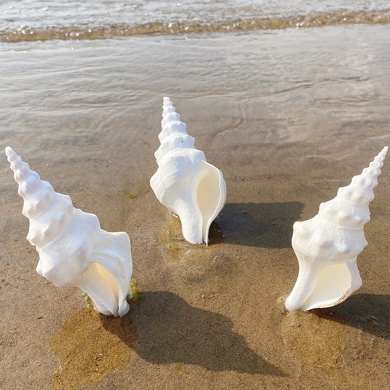 15-18cm白钻螺贝壳 鱼缸造景手工装饰摆饰 婚庆精美贝壳海螺