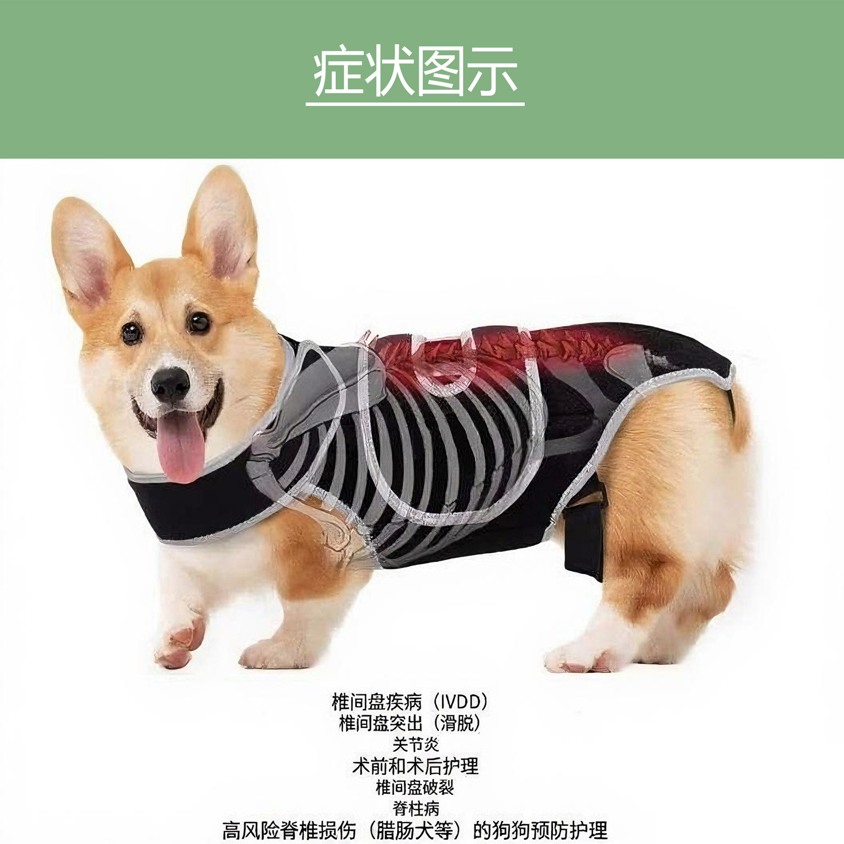 狗狗矫形护理背部支撑支架适用于IVDD关节疼痛狗狗背部护理稳定