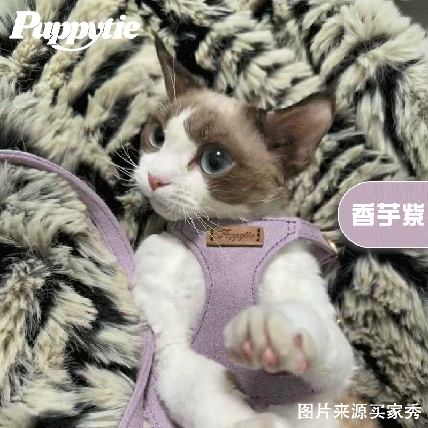 puppytie猫牵引绳背心式小猫外出专用防挣脱德文遛猫绳胸背带套装,宠物/宠物食品及用品,猫牵引绳,淘宝优惠券,粉丝福利购,淘宝优惠卷