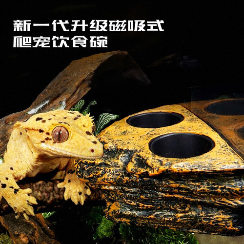 爬宠喂食盆睫角守宫水盆甲虫食台