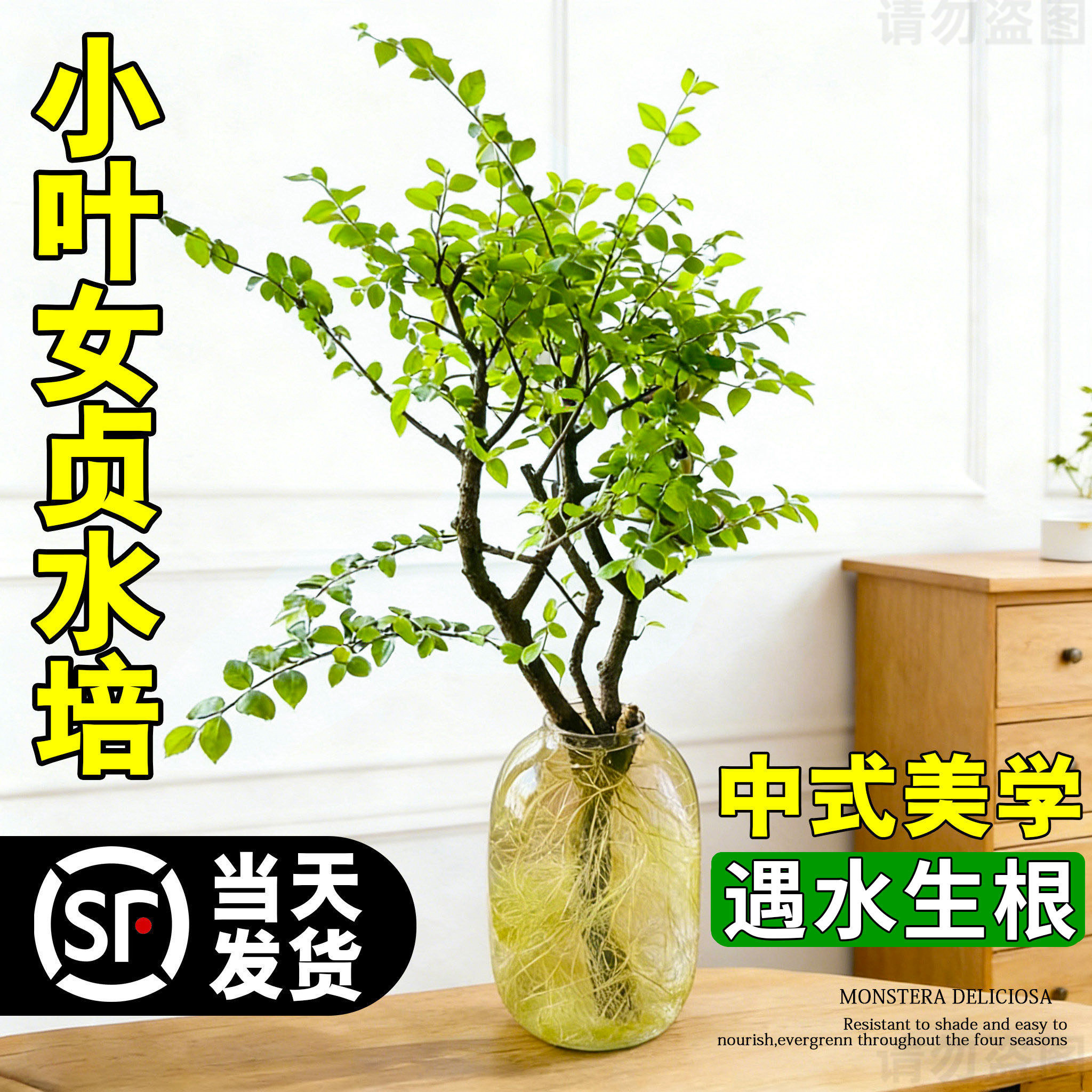 【不活包赔】小叶女贞水培老桩造型树客厅室内植物盆栽树苗绿植