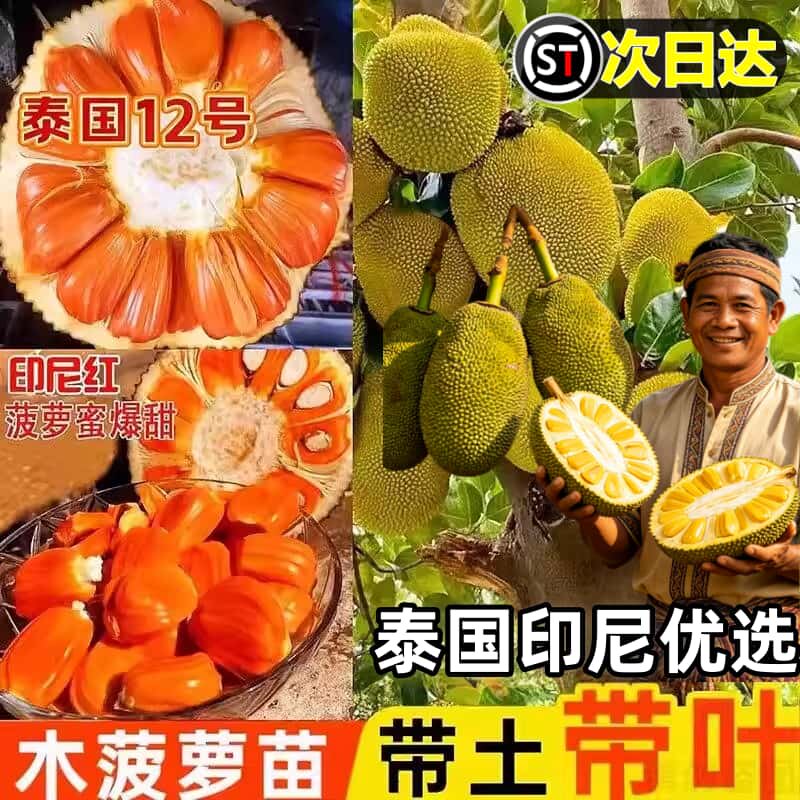 四季菠萝蜜树苗嫁接印尼红肉泰国干苞海南四季榴莲蜜木菠萝果树苗