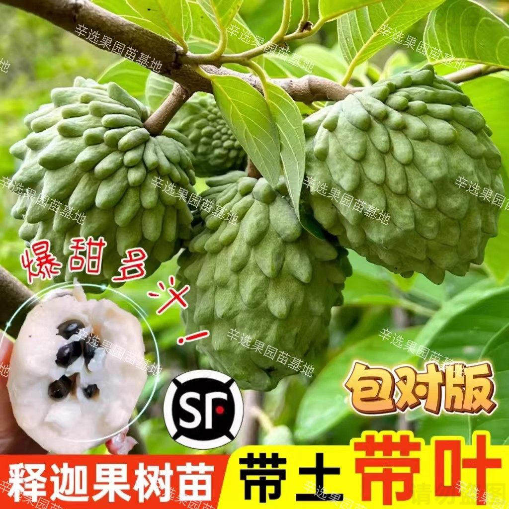正宗台湾凤梨释迦果树苗嫁接牛奶番荔枝特大释迦果树苗当年结果图片