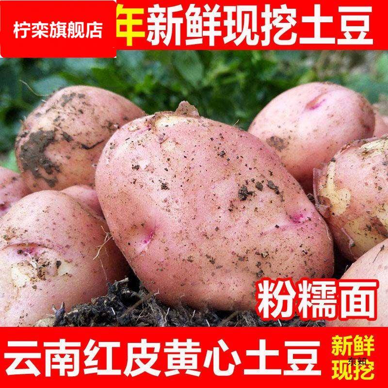 云南土豆新鲜现挖红皮黄心土豆10/3斤小土豆种洋芋农家自种