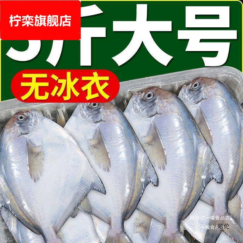 鲳鱼新鲜小鲳鱼烧烤银鲳鱼白鲳鱼冰鲜新鲜的海鱼海鲜1