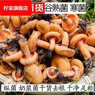 野谷熟菌干 松乳菇 纵树菌 寒菌 奶浆菌 铜绿菌 雁来蕈蘑菇乾货