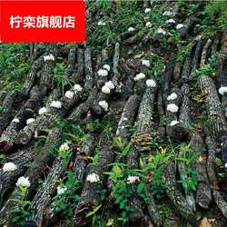 银耳 青川椴木白木耳 食用菌特产 干货 无根木耳 糯耳 一烧即糯