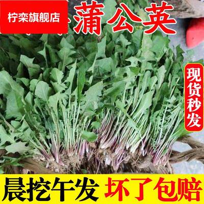 蒲公英新鲜4斤现挖包邮 山野菜苦菜婆婆丁花带根东北蘸酱菜嫩叶草