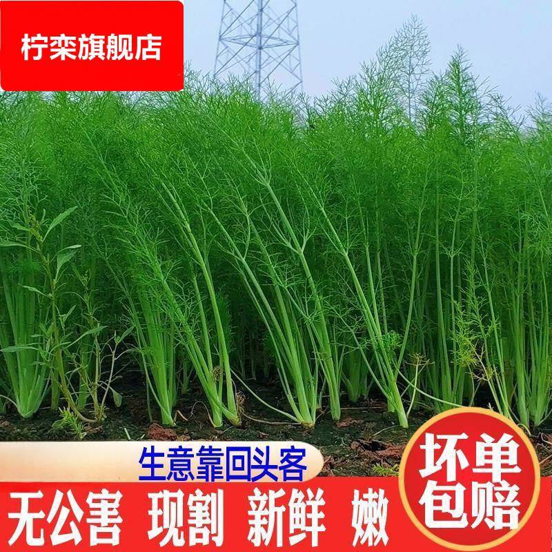 【坏单包赔】小茴香菜新鲜时令绿色蔬菜农家嫩茴香苗大茴香