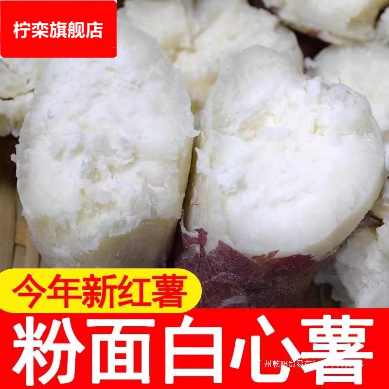 河南老品种爆皮番薯农家自种板栗红薯粉糯香甜新鲜白瓤地瓜白薯