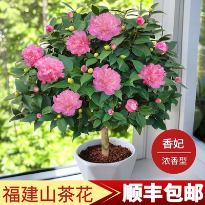 香妃山茶花树苗盆栽烈香粉色带香味带花苞阳台庭院好养活福建花卉
