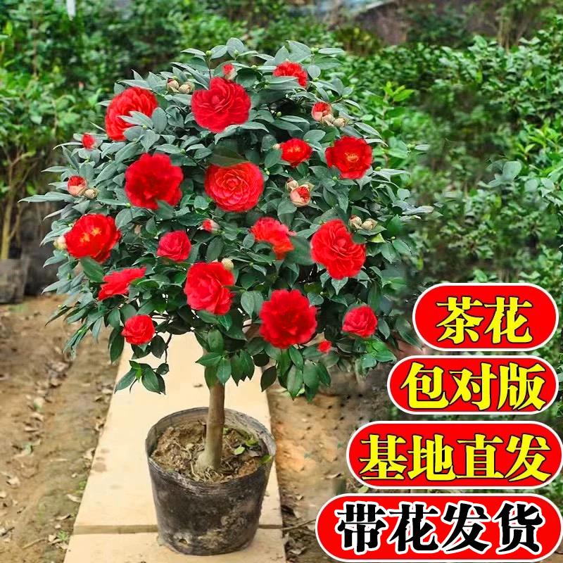 四季茶花树苗带苞盆栽耐热