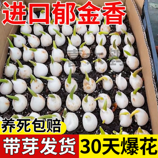 郁金香成品苗花苗带花苞郁净香种球室内外盆栽水培土培花卉鲜花苗