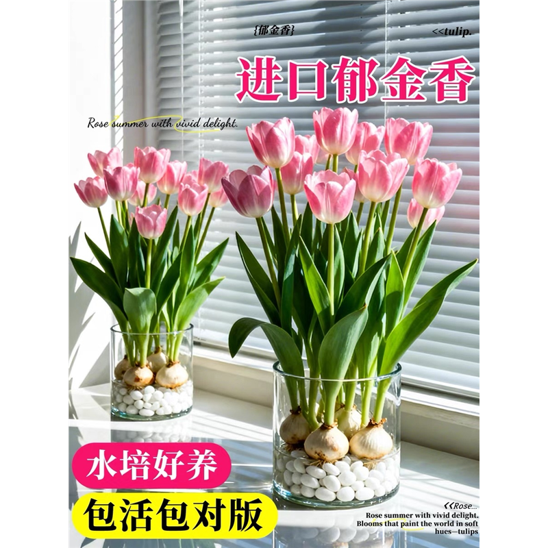 郁金香种球种苗半成品盆栽花卉土培水培室内花四季好养活盆栽种球