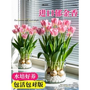 郁金香种球种苗半成品盆栽花卉土培水培室内花四季 好养活盆栽种球