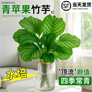 青苹果竹芋水培植物绿植办公室内客厅净化空气盆栽四季常青水养花
