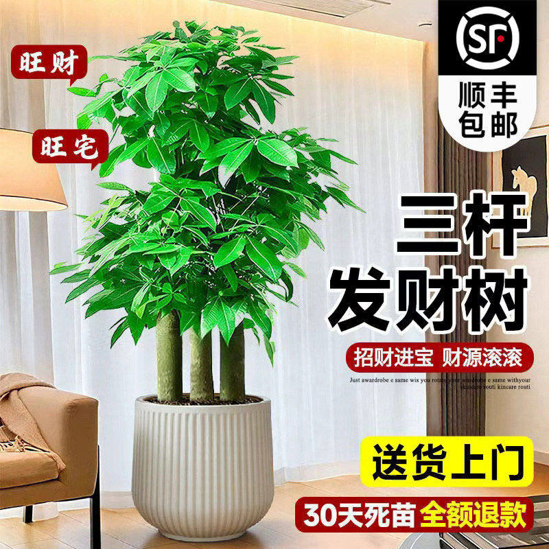 新款步步高发财树客厅盆栽大型绿植大三杆乔迁新居办公室开业送礼