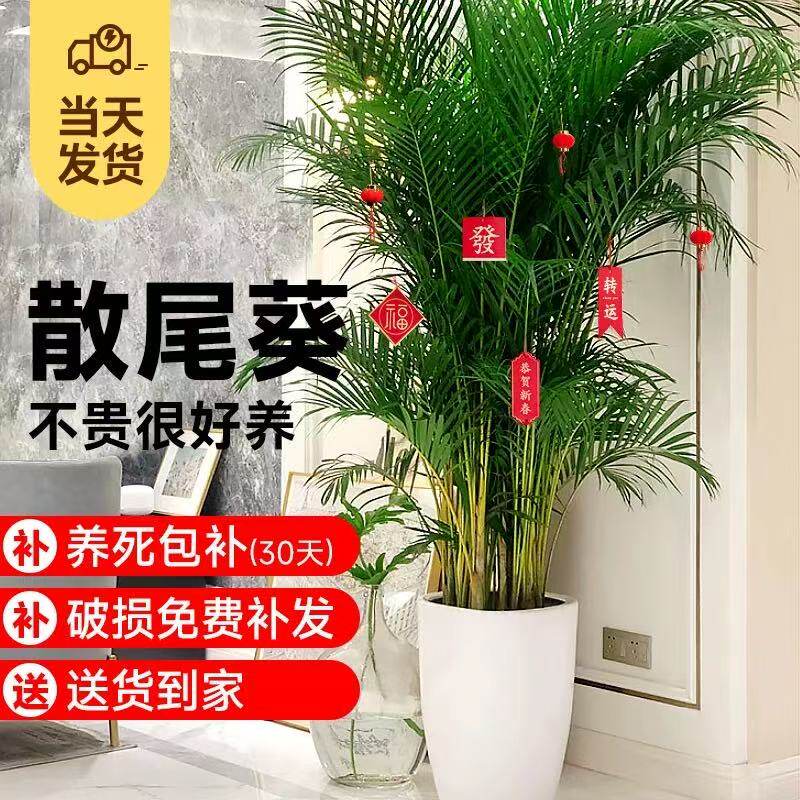 散尾葵植物盆栽客厅大型绿植室内落地办公室大号凤尾竹天堂鸟好养