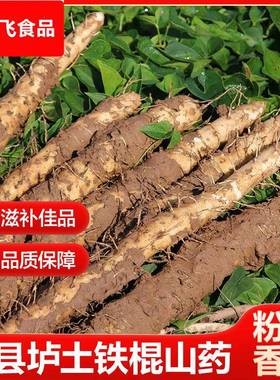垆土铁棍山药河南焦作温县特产粉糯香甜铁杆淮怀山药新鲜蔬菜
