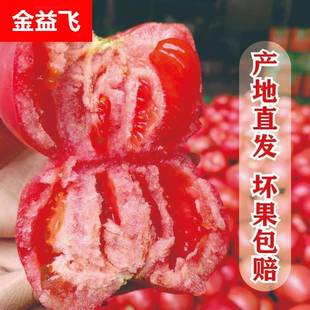 四川攀枝花西红柿新鲜现摘生吃水果露天沙瓤自然冬瓜整箱当季