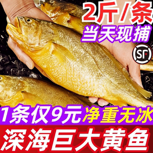 黄花鱼新鲜鲜活冷冻深海鱼特大黄鱼小黄鱼黄鱼鲞整箱商用海鲜水产