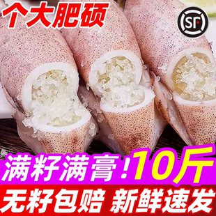 籽乌海兔子鲜活小鱿鱼满籽满膏全籽冷冻墨鱼仔笔管鱿鱼海鲜水产