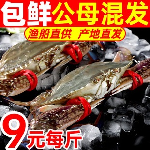 梭子蟹新鲜海捕公蟹超大红膏蟹特大母蟹冷冻包肥飞蟹海鲜整箱10斤