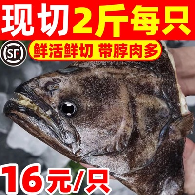 鸦片鱼碟鱼头新鲜超大冷冻超大雅片鱼头整条鲜切深海鱼比目鱼头
