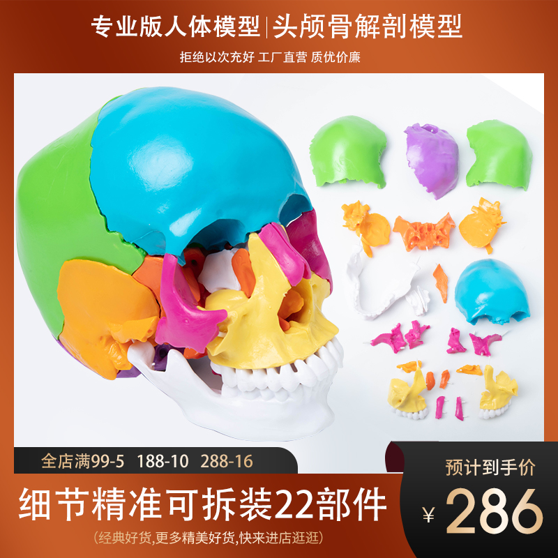 人体头骨模型可拆装22部件原装出口品质颅骨O骨骼医院学校教学演