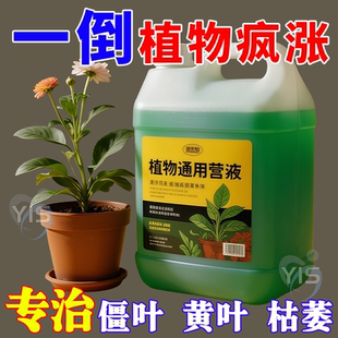 营养液植物通用型绿萝富贵竹发财树多肉水培养花卉绿植盆栽花肥料
