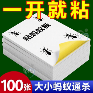 家用蚂蚁粘板蚂蚁贴厨房餐厅室内全窝端蚂蚁贴粘板快速诱捕灭蚁贴